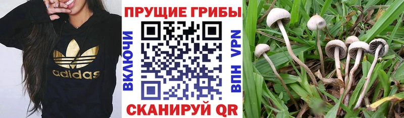 что такое наркотик  МЕГА зеркало  Псилоцибиновые грибы ЛСД  Ак-Довурак 